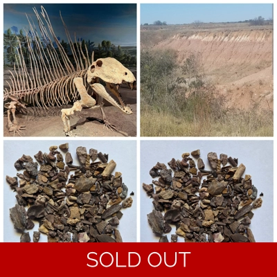 Rare Real Dinosaur Fossil Dig Experience Kit Permian of Oklahoma Edition No Dirt